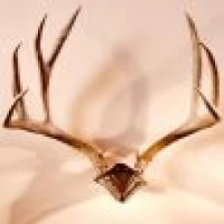 Archery Gear Shop -Archery Gear Shop skull hooker bone bracketskull cap combo archery 346