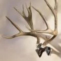 Skull Hooker Bone Bracket/Skull Cap Combo -Archery Gear Shop skull hooker bone bracketskull cap combo archery 600