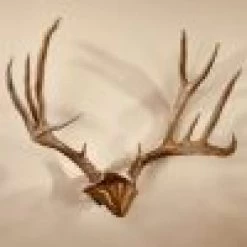 Skull Hooker Bone Bracket/Skull Cap Combo -Archery Gear Shop skull hooker bone bracketskull cap combo archery 799