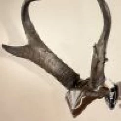 Skull Hooker Bone Bracket/Skull Cap Combo -Archery Gear Shop skull hooker bone bracketskull cap combo archery 866