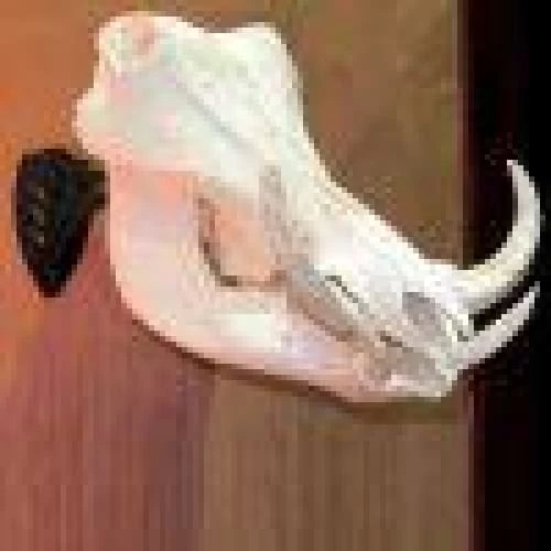 Skull Hooker Little Hooker 9 Skull Hooker Little Hooker - Image 7