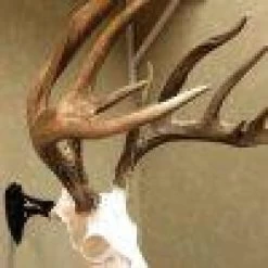 Skull Hooker Little Hooker 16 Skull Hooker Little Hooker -Archery Gear Shop skull hooker little archery 287