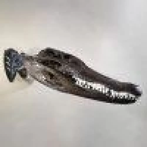 Skull Hooker Little Hooker 6 Skull Hooker Little Hooker - Image 4