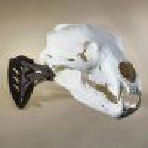 Skull Hooker Little Hooker 5 Skull Hooker Little Hooker - Image 3