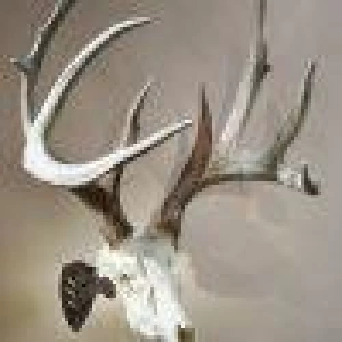 Skull Hooker Little Hooker 4 Skull Hooker Little Hooker - Image 2