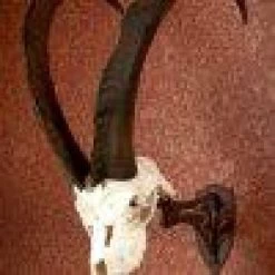 Skull Hooker Little Hooker 18 Skull Hooker Little Hooker -Archery Gear Shop skull hooker little brown archery 874