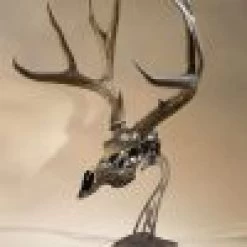 Skull Hooker Table Hooker 15 Skull Hooker Table Hooker -Archery Gear Shop skull hooker table archery 272