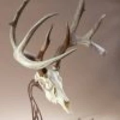 Skull Hooker Table Hooker 12 Skull Hooker Table Hooker -Archery Gear Shop skull hooker table archery 583