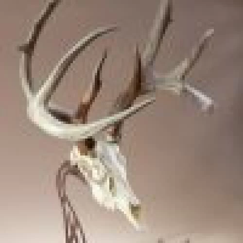 Skull Hooker Table Hooker 5 Skull Hooker Table Hooker - Image 3