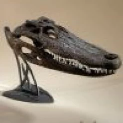 Skull Hooker Table Hooker 14 Skull Hooker Table Hooker -Archery Gear Shop skull hooker table archery 891